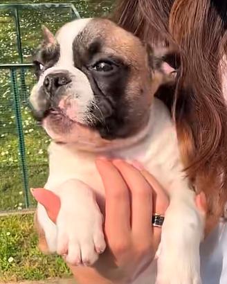 Cuccioli Bulldog Francese