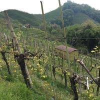 Vigneto a prosecco docg