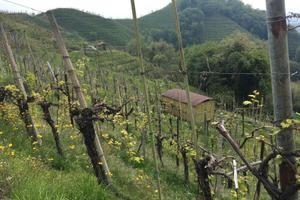 Vigneto a prosecco docg