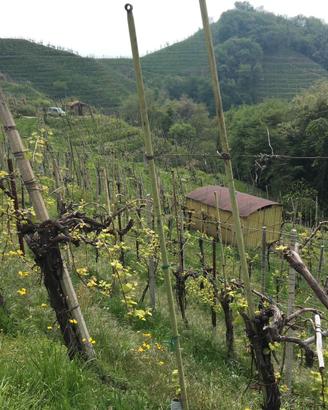Vigneto a prosecco docg