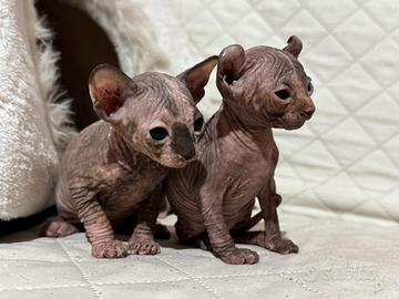 Cuccioli/e Sphynx ELF