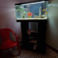 acquario +mobiletto 