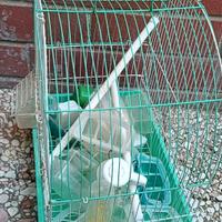 Gabbia per uccelli 🐦