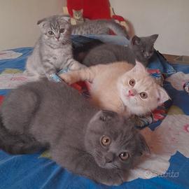 Cuccioli Scottish fold e Scottish straight