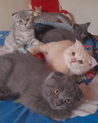 Cuccioli Scottish fold e Scottish straight