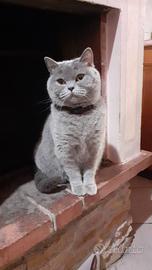 Gattone Scottish Fold per accoppiamento