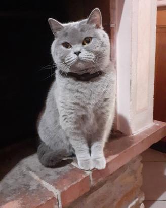 Gattone Scottish Fold per accoppiamento