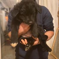 Stupendi cuccioli meticci