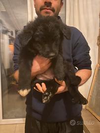 Stupendi cuccioli meticci