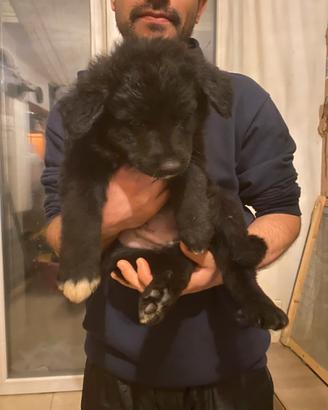 Stupendi cuccioli meticci