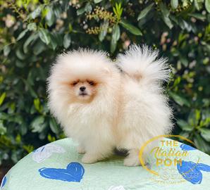 Spitz nano (pomerania) maschio crema