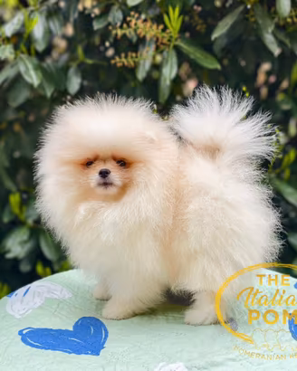 Spitz nano (pomerania) maschio crema