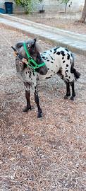 Pony