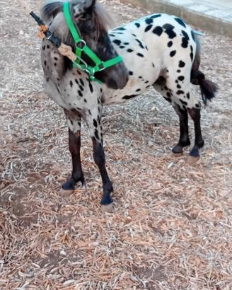 Pony