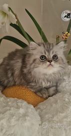 Gattino persiano