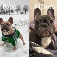 Bulldog francese cuccioli