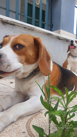 Cuccioli di Beagle con Pedigree ENCI