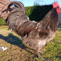 Gallo australorp blu