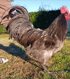 Gallo australorp blu