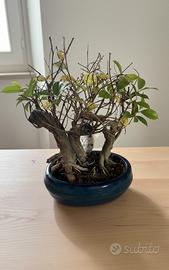 BONSAI OLMO GIAPPONESE ZELKOVA