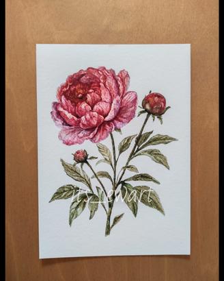  StampaFine Art Peonia – Acquerello originale