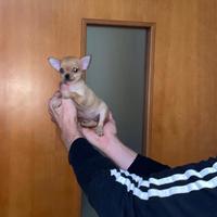 Ultima cucciola di chihuahua toy