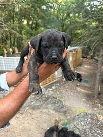 Presa canario