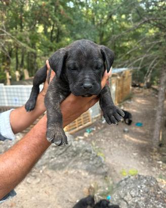 Presa canario