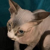 Gatto sphynx
