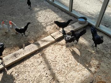 Polli Cemani