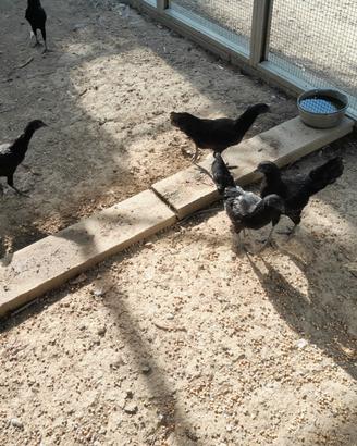 Polli Cemani