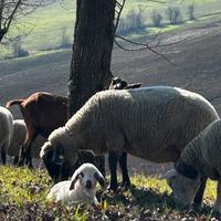 Pecore Suffolk e Cornigliese