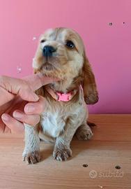 Cocker Spaniel Inglese femmine Pedigree