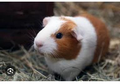 Cuccioli porcellini d'india e cavie peruviane