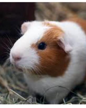 Cuccioli porcellini d'india e cavie peruviane