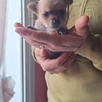 Cucciola di chihuahua/pinsher