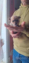 Cucciola di chihuahua/pinsher
