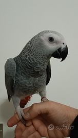 Amazzone fronte gialla cenerino coda rossa