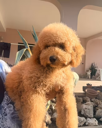 Barboncino Nano