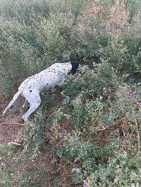 Pointer