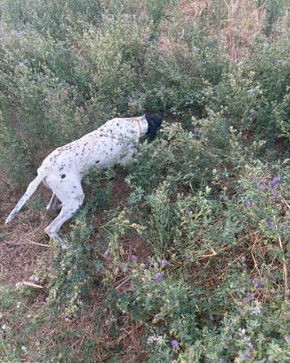 Pointer