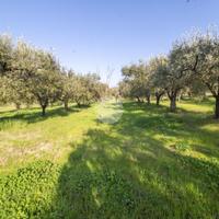 TER. AGRICOLO A PALOMBARA SABINA