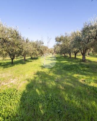 TER. AGRICOLO A PALOMBARA SABINA