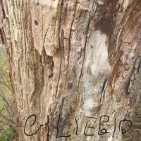 Tronco ciliegio