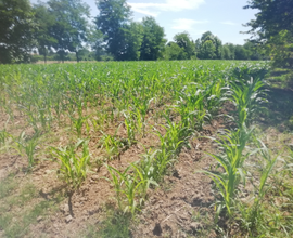 Terreno agricolo Vedelago