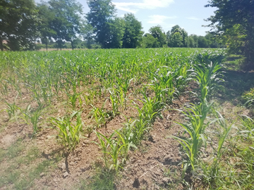 Terreno agricolo Vedelago