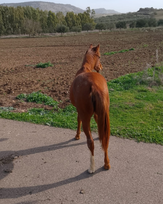 Cavalli madre e figlia