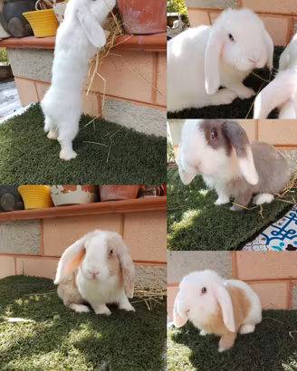 Splendidi conigli nani ariete di 4 mesi