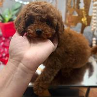 Barboncina Toy rossa