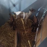 Capretti camosciata delle alpi